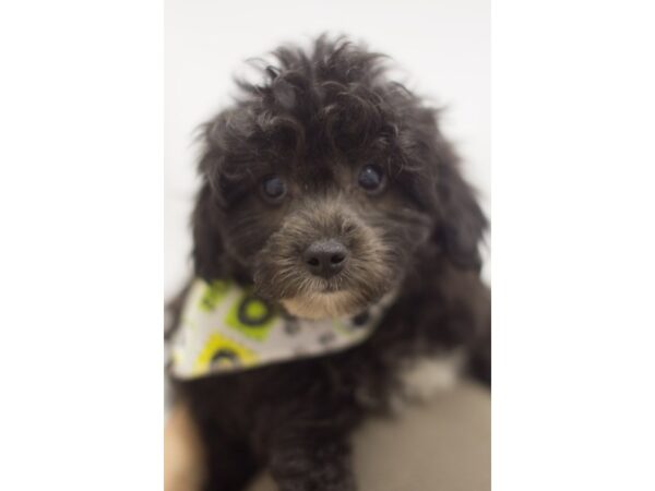 Toy ShihPoo-DOG-Male-Black-11207-Petland Wichita, Kansas