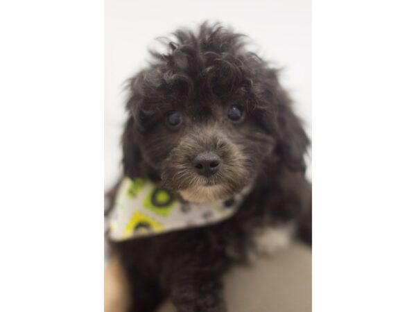 Toy ShihPoo DOG Male Black 11207 Petland Wichita, Kansas