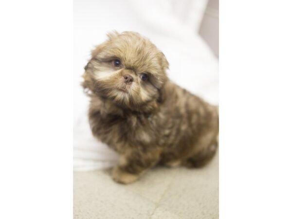 Shih Tzu DOG Male Chocolate Sable 11205 Petland Wichita, Kansas