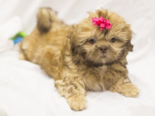 Shih Tzu DOG Female Red Sable 11204 Petland Wichita, Kansas