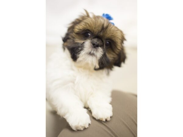 Shih Tzu DOG Female White and Gold 11203 Petland Wichita, Kansas