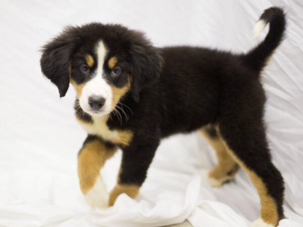 Bernese Mountain Dog DOG Female Tri Color 11189 Petland Wichita, Kansas