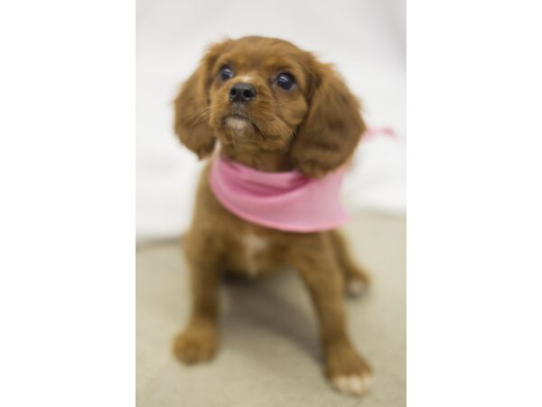 Cavalier King Charles Spaniel DOG Female Ruby 11198 Petland Wichita, Kansas