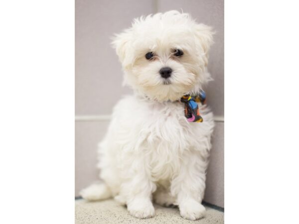 Malshipoo DOG Male White 11184 Petland Wichita, Kansas