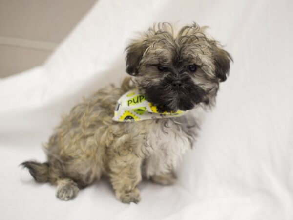 Malshipoo DOG Male Sable 11182 Petland Wichita, Kansas