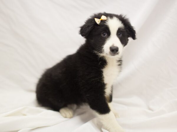 Miniature Australian Shepherd DOG Female Tri Color 11221 Petland Wichita, Kansas