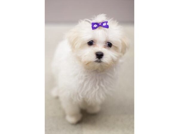 Malshipoo DOG Female Sable and White 11187 Petland Wichita, Kansas