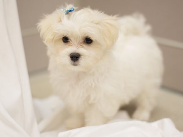 Malshipoo DOG Female White 11186 Petland Wichita, Kansas