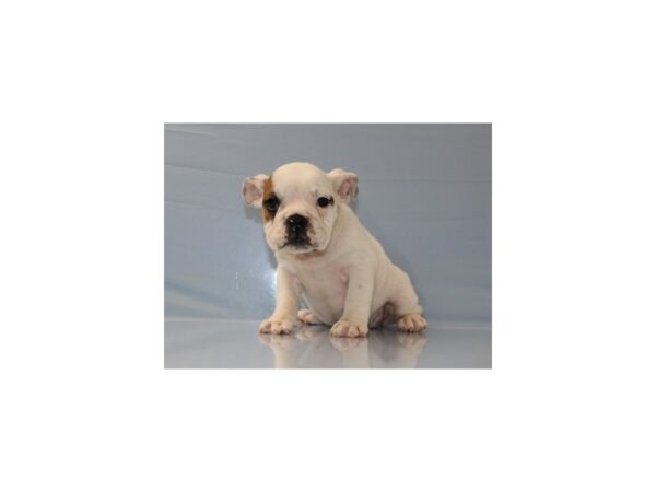 English Bulldog-DOG-Female-Fawn and White-11258-Petland Wichita, Kansas