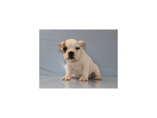 English Bulldog DOG Female Fawn and White 11258 Petland Wichita, Kansas