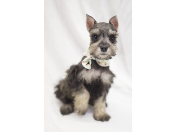 Miniature Schnauzer DOG Male Salt and Pepper 11235 Petland Wichita, Kansas