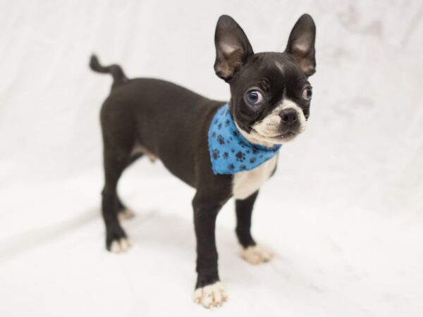 Boston Terrier-DOG-Male-Black and White-11257-Petland Wichita, Kansas