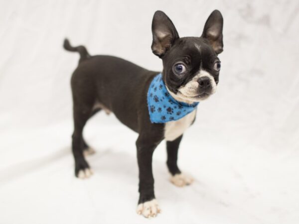 Boston Terrier DOG Male Black and White 11257 Petland Wichita, Kansas