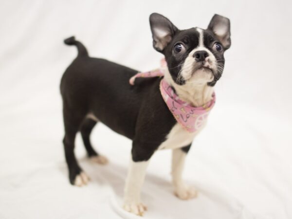 Boston Terrier DOG Female Black and White 11256 Petland Wichita, Kansas