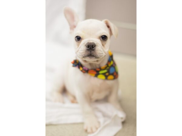 French Bulldog DOG Male White and Fawn 11254 Petland Wichita, Kansas