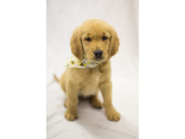 Golden Retriever DOG Male Golden 11252 Petland Wichita, Kansas