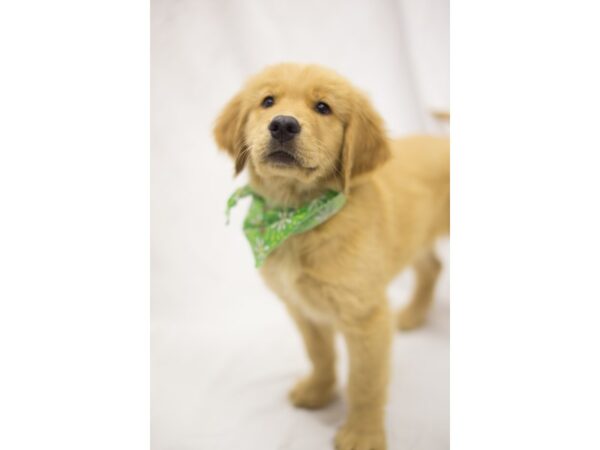 Golden Retriever DOG Male Golden 11251 Petland Wichita, Kansas