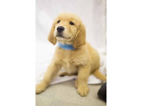 Golden Retriever DOG Male Golden 11250 Petland Wichita, Kansas