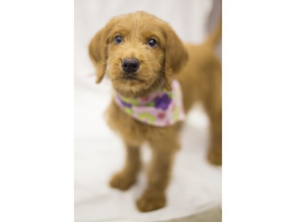 Labradoodle DOG Female Red 11249 Petland Wichita, Kansas