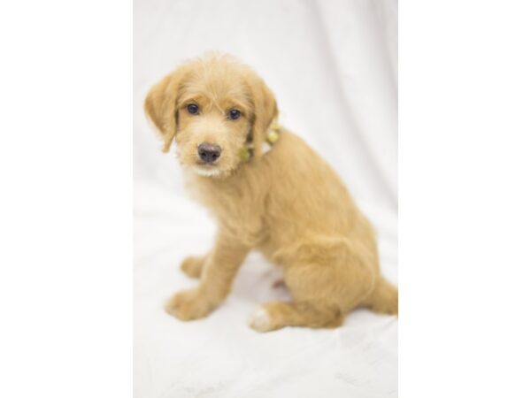 Labradoodle DOG Male Apricot 11247 Petland Wichita, Kansas