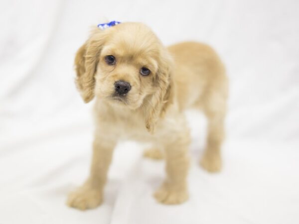 Cocker Spaniel DOG Female Buff 11246 Petland Wichita, Kansas