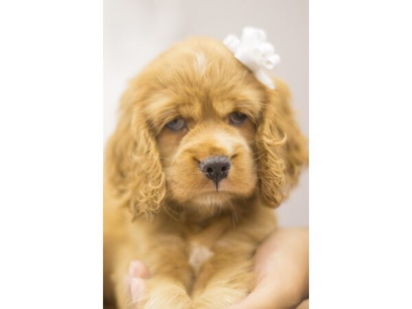 Cocker Spaniel DOG Female Red 11245 Petland Wichita, Kansas