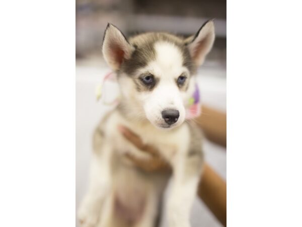 Siberian Husky DOG Female Grey and White 11244 Petland Wichita, Kansas