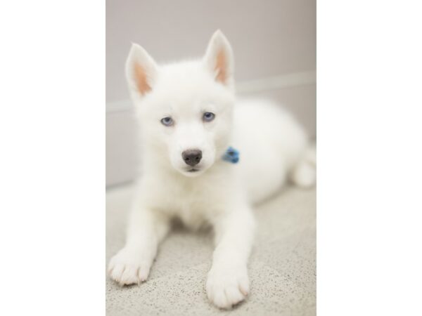 Siberian Husky DOG Male White 11242 Petland Wichita, Kansas