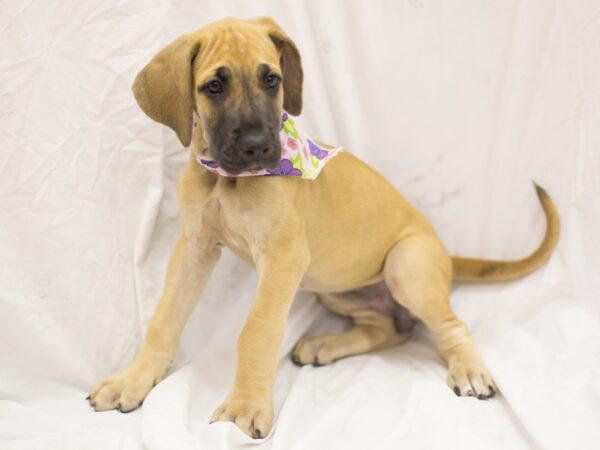 Great Dane DOG Female Fawn 11240 Petland Wichita, Kansas