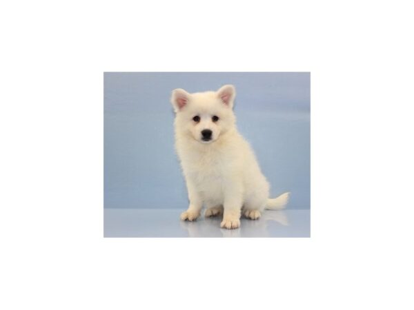 American Eskimo DOG Male White 11313 Petland Wichita, Kansas