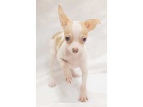 Chihuahua DOG Female White and Fawn 11269 Petland Wichita, Kansas