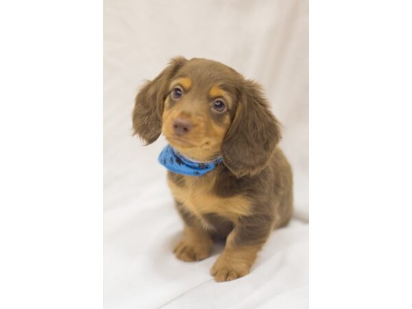 Miniature Dachshund DOG Male Chocolate and Tan 11268 Petland Wichita, Kansas