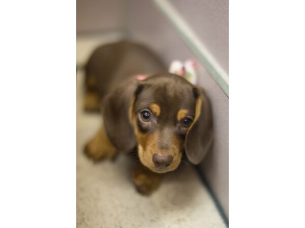 Miniature Dachshund DOG Female Chocolate and Tan 11267 Petland Wichita, Kansas