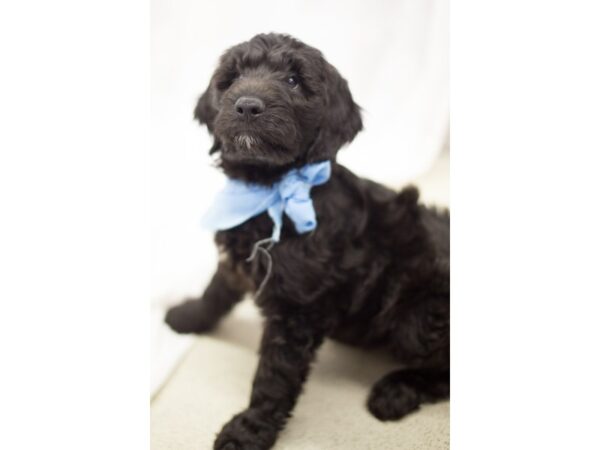 Goldendoodle-DOG-Male-Black-11259-Petland Wichita, Kansas