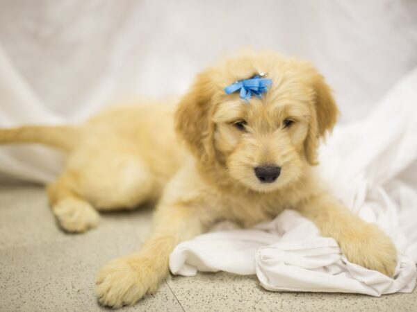 Goldendoodle-DOG-Female-Golden-11260-Petland Wichita, Kansas