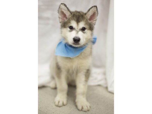 Alaskan Malamute DOG Male Grey and White 11261 Petland Wichita, Kansas