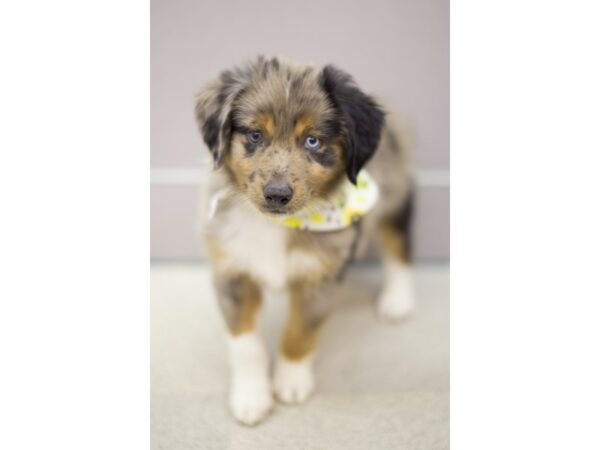 Miniature Australian Shepherd-DOG-Male-Blue Merle-11264-Petland Wichita, Kansas
