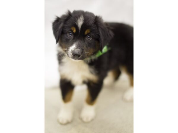 Miniature Australian Shepherd DOG Male Black Tri 11265 Petland Wichita, Kansas