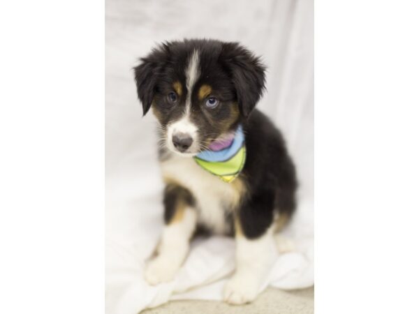 Miniature Australian Shepherd-DOG-Male-Black Tri-11266-Petland Wichita, Kansas