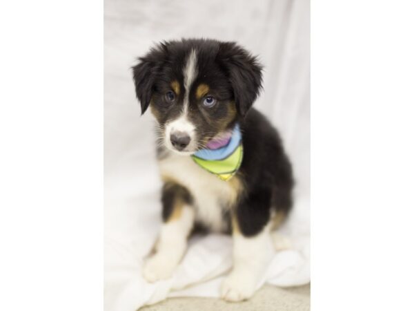 Miniature Australian Shepherd DOG Male Black Tri 11266 Petland Wichita, Kansas