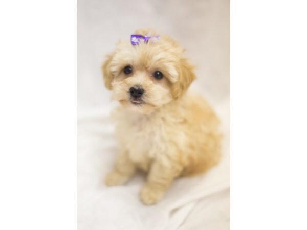 Morkie-Poo DOG Female Apricot 11270 Petland Wichita, Kansas