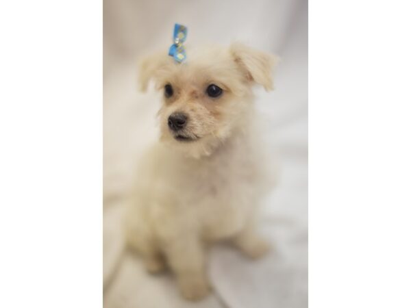 Morkie-DOG-Female-White-11271-Petland Wichita, Kansas