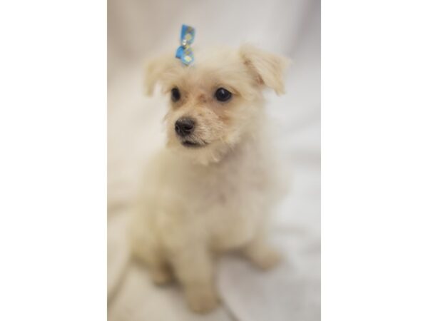 Morkie DOG Female White 11271 Petland Wichita, Kansas