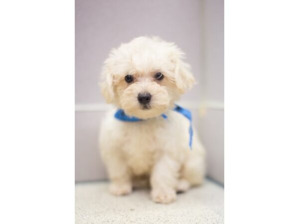 Morkie-DOG-Male-Cream-11272-Petland Wichita, Kansas