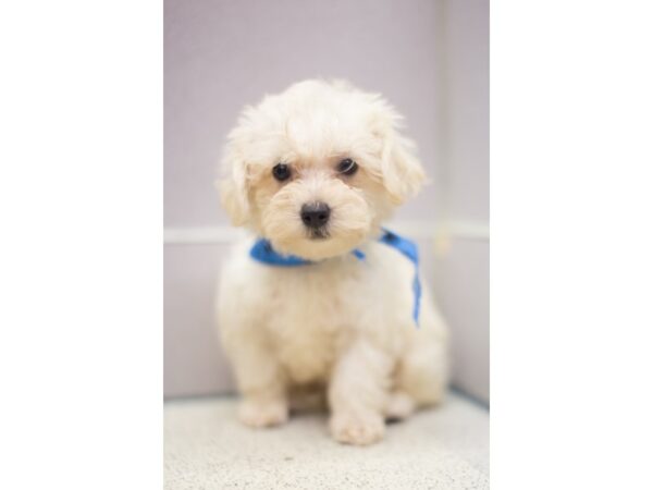 Morkie DOG Male Cream 11272 Petland Wichita, Kansas