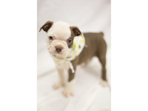 Frenchton DOG Male Black and White 11273 Petland Wichita, Kansas