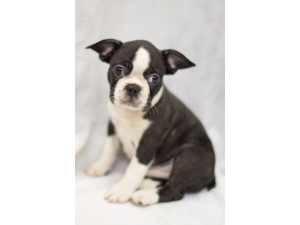 Frenchton DOG Male brindle & white 11274 Petland Wichita, Kansas