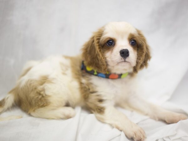 Cavalier King Charles Spaniel DOG Male Blenheim 11275 Petland Wichita, Kansas