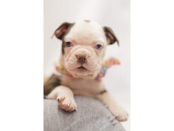 Boston Terrier DOG Female Red and White 11277 Petland Wichita, Kansas