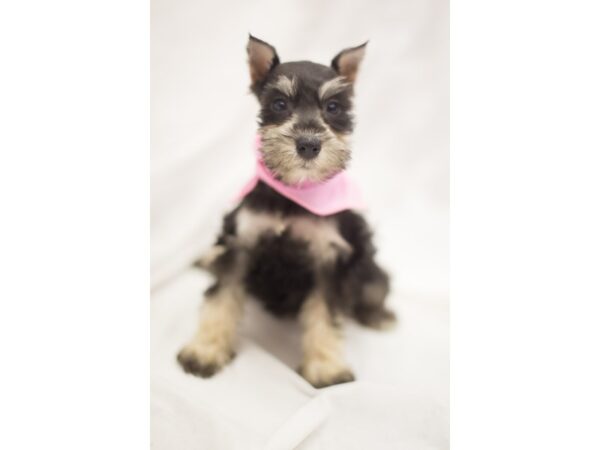 Miniature Schnauzer DOG Female Black and Silver 11279 Petland Wichita, Kansas